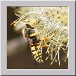 Nomada lathburiana - Wespenbiene m14.jpg